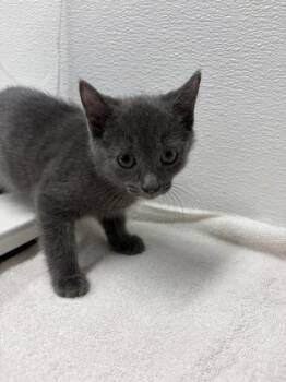 Left Eye -  Domestic Short Hair Cat for Adoption in West Chester, Pennsylvania - Left Eye | PetCurious