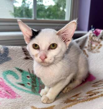 Shawarma -  Domestic Short Hair Cat for Adoption in Lexington, Kentucky - Shawarma | PetCurious