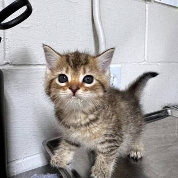 Trailer Park Tammy -  Domestic Short Hair Cat for Adoption in Birmingham, Alabama - Trailer Park Tammy | PetCurious