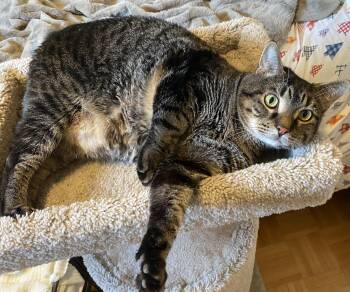 Rescue Domestic Short Hair Cats for Adoption in Burnaby, British Columbia - Marshall | PetCurious