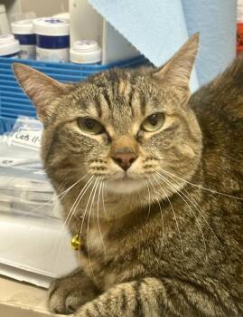 Annie -  Domestic Short Hair and Tabby Cat for Adoption in Minneapolis, Minnesota - Annie | PetCurious