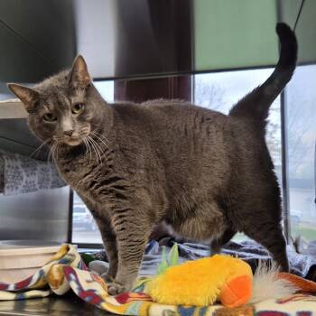 Domestic Short Hair Cats Available for Adoption in Midland, Michigan - Reba | PetCurious