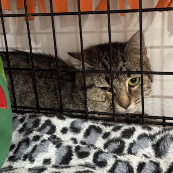 Rescue Domestic Short Hair Cats for Adoption in North Huntingdon, Pennsylvania - Shelby | PetCurious