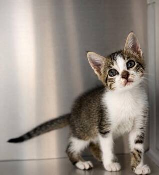 Ollie -  Domestic Short Hair Cat for Adoption in Lafayette, Louisiana - Ollie | PetCurious