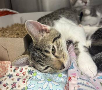 COLD BREW MOCHA FREEZE -  Domestic Short Hair Cat for Adoption in Indianapolis, Indiana - COLD BREW MOCHA FREEZE | PetCurious