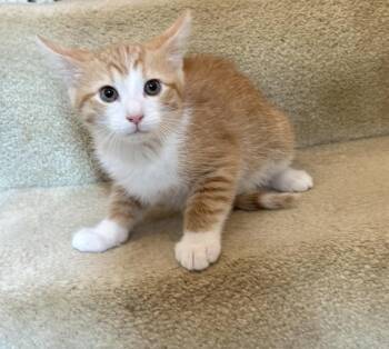 Patrick -  Domestic Short Hair Cat for Adoption in Kannapolis, North Carolina - Patrick | PetCurious