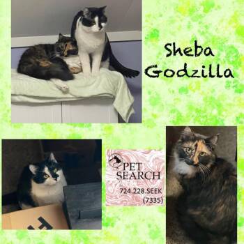 Rescue Domestic Short Hair Cats for Adoption in Washington, Pennsylvania - Sheba | PetCurious