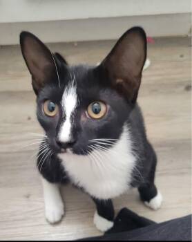 TABITHA -  Domestic Short Hair Cat for Adoption in Fort Myers, Florida - TABITHA | PetCurious
