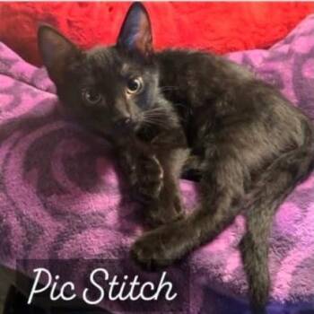 Boo -  Domestic Short Hair Cat for Adoption in Orangevale, California - Boo | PetCurious
