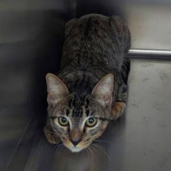 Cody -  Domestic Short Hair Cat for Adoption in Lake Havasu City, Arizona - Cody | PetCurious
