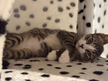 Emma -  Domestic Short Hair Cat for Adoption in Melrose, Massachusetts - Emma | PetCurious