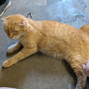 Ginger -  Domestic Short Hair Cat for Adoption in Greenville, Pennsylvania - Ginger | PetCurious