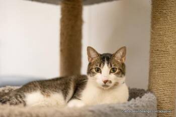 Rescue Tabby Cats for Adoption in Parlier, California - Sushi | PetCurious
