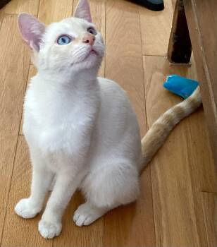 Siamese Cats Available for Adoption - Firefly | PetCurious