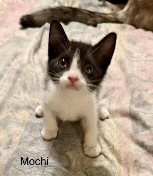 Mochi -  Domestic Short Hair Cat for Adoption in Safety Harbor, Florida - Mochi | PetCurious