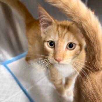 Cardinal -  Domestic Short Hair Cat for Adoption in Greensboro, North Carolina - Cardinal | PetCurious