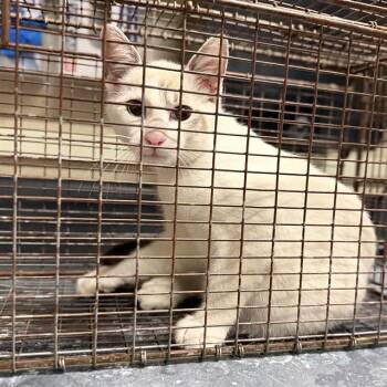 SKY -  Domestic Medium Hair Cat for Adoption in Modesto, California - SKY | PetCurious