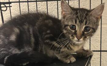 Dawn -  Domestic Short Hair Cat for Adoption in Elizabethton, Tennessee - Dawn | PetCurious