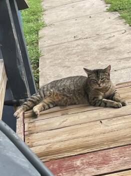 Domestic Short Hair Cats Available for Adoption in Dallas, Texas - KEFLA | PetCurious