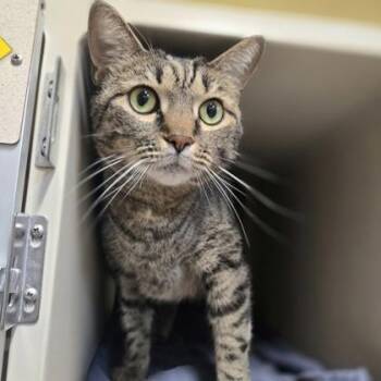 Noelle -  Domestic Short Hair Cat for Adoption in Quakertown, Pennsylvania - Noelle | PetCurious