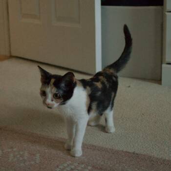 GiGi (Kagome) -  Domestic Short Hair Cat for Adoption in Lunenburg, Massachusetts - GiGi (Kagome) | PetCurious