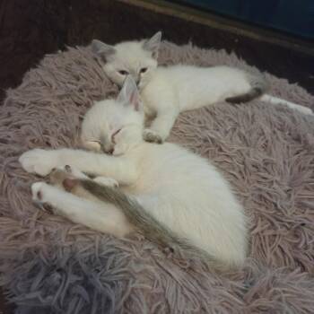 Aire -  Domestic Short Hair Cat for Adoption in San Antonio, Texas - Aire | PetCurious