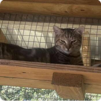 Domestic Short Hair Cats Available for Adoption - Maisy | PetCurious