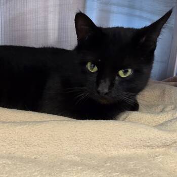 Rescue Domestic Short Hair Cats for Adoption in Madisonville, Tennessee - Nestle | PetCurious