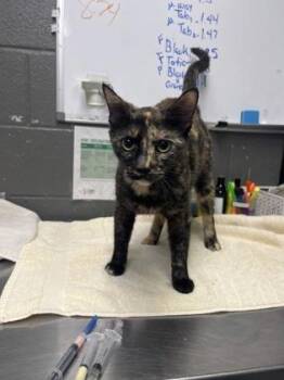 Caramel Delights -  Domestic Short Hair Cat for Adoption in Fort Worth, Texas - Caramel Delights | PetCurious