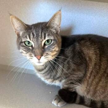 Leia -  Domestic Short Hair Cat for Adoption in Washougal, Washington - Leia | PetCurious