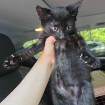Lydia -  Domestic Short Hair Cat for Adoption in Mastic, New York - Lydia | PetCurious