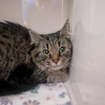 Shasta -  Domestic Long Hair Cat for Adoption in Watertown, New York - Shasta | PetCurious