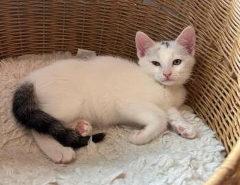 Domestic Short Hair Cats Available for Adoption in Wayne, New Jersey - Tony | PetCurious