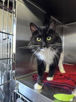 Laverne -  Domestic Long Hair Cat for Adoption in Prineville, Oregon - Laverne | PetCurious