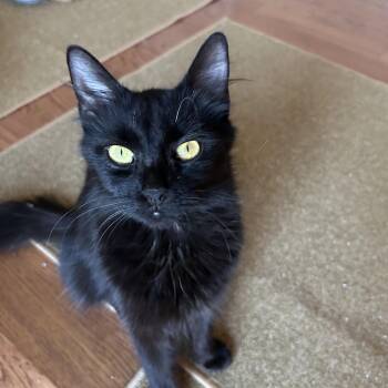 Rescue Domestic Medium Hair Cats for Adoption in Victor, New York - Bella | PetCurious