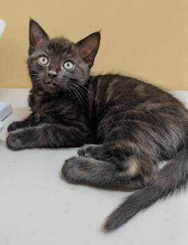 Ruffles -  Domestic Short Hair Cat Available for Adoption in Sechelt, British Columbia - Ruffles | PetCurious