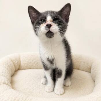 Faith -  Domestic Short Hair Cat for Adoption in Redwood Falls, Minnesota - Faith | PetCurious