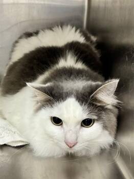 NAMARA -  Domestic Long Hair Cat for Adoption - NAMARA | PetCurious