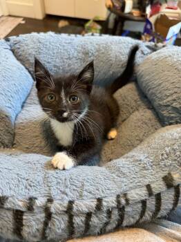 Whisk -  Domestic Short Hair Cat for Adoption in Oak Park, Michigan - Whisk | PetCurious