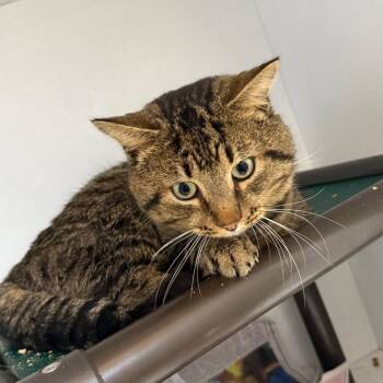 Domestic Short Hair Cats Available for Adoption - Big Jaws McGraw | PetCurious