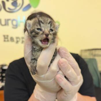 Pinto Bean -  Domestic Short Hair Cat for Adoption in Lynchburg, Virginia - Pinto Bean | PetCurious