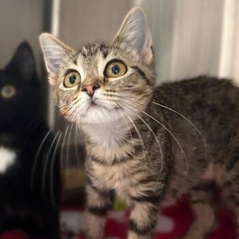 Spotted Sunkist -  Domestic Short Hair Cat for Adoption in Davenport, Iowa - Spotted Sunkist | PetCurious