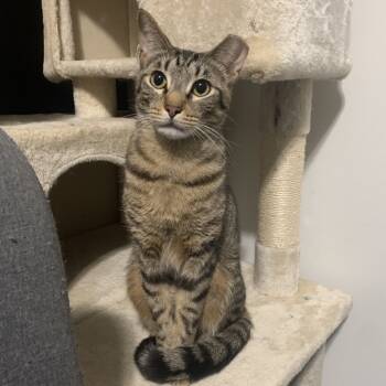 Rescue Domestic Short Hair Cats for Adoption in Ferndale, Michigan - Guppy | PetCurious