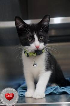 Jackson -  Domestic Short Hair Cat for Adoption in Sidney, Ohio - Jackson | PetCurious