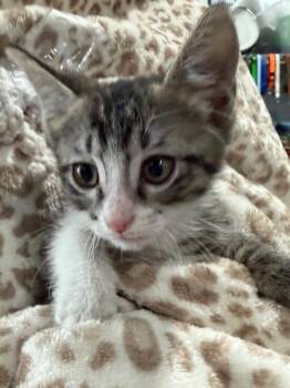 Quincy 26 -  Tabby and Domestic Short Hair Cat for Adoption in Brookhaven, Mississippi - Quincy 26 | PetCurious