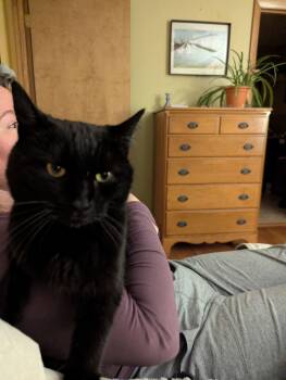 Domestic Short Hair Cats Available for Adoption - Coraline | PetCurious