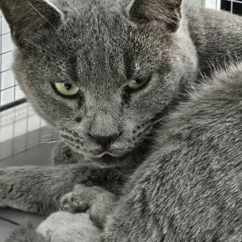 Rescue Domestic Short Hair Cats for Adoption in Toledo, Ohio - Kraft | PetCurious