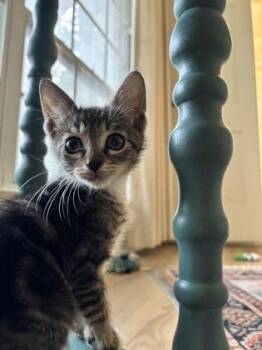 Domestic Short Hair Cats Available for Adoption in Fort Worth, Texas - Banjo | PetCurious