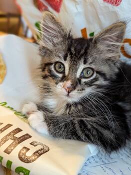 Domestic Long Hair and Maine Coon Cats Available for Adoption in Morristown, New Jersey - Minnie Mouse | PetCurious