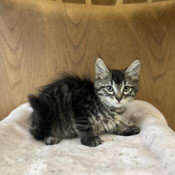 Loafer--In Foster -  Domestic Medium Hair Cat for Adoption in Fargo, North Dakota - Loafer--In Foster | PetCurious